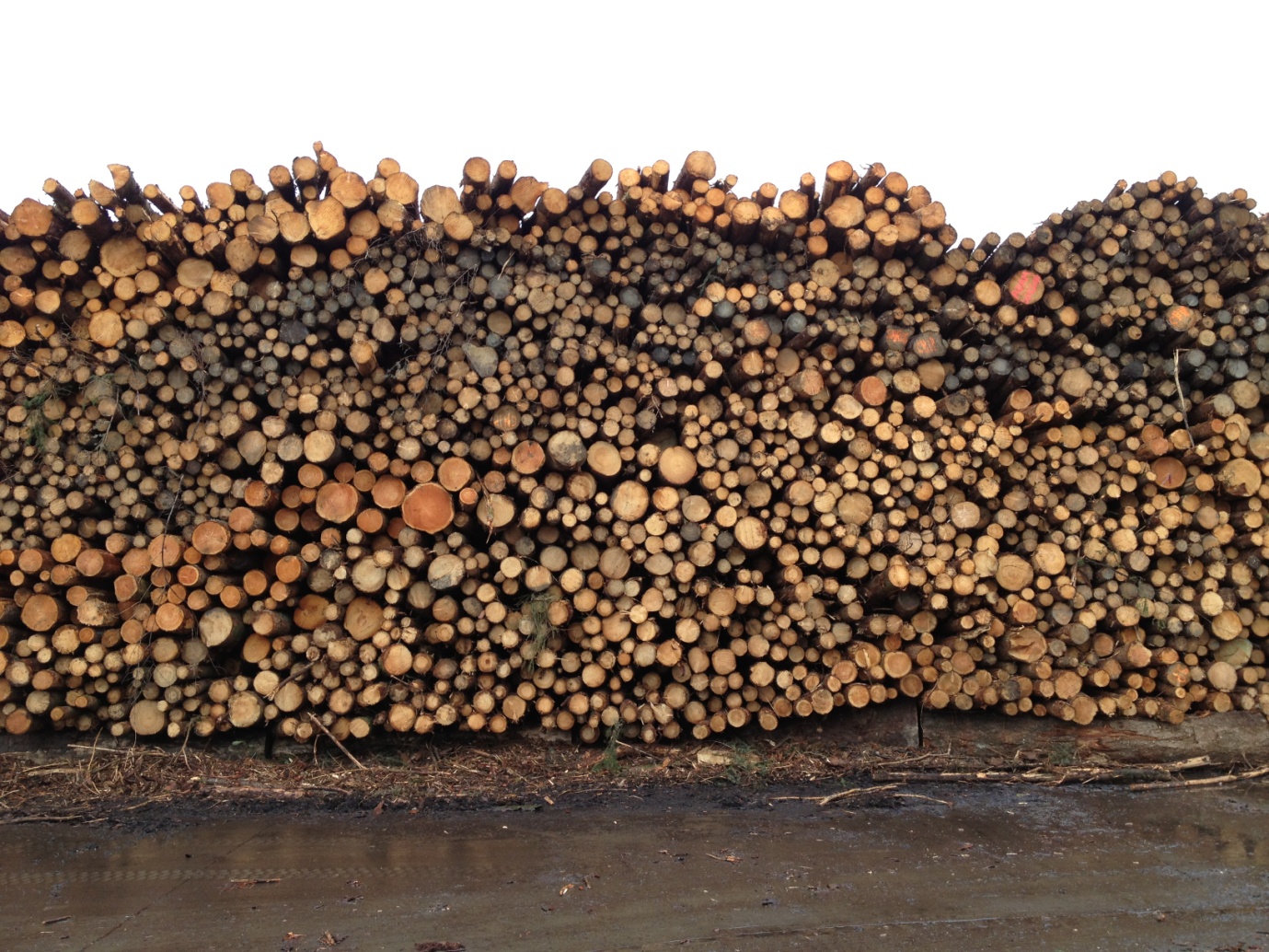 clearfelling2